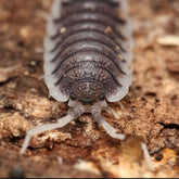 Porcellio aff. magnificus “Almeria Mountain”